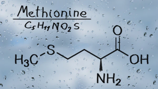 Aminosäure Methionin: Entgiftung, Genregulation & Vorbeugung von Blasenentzündung