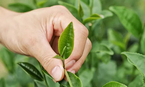 L-Theanin: ein wirksames Anti-Stress-Mittel?