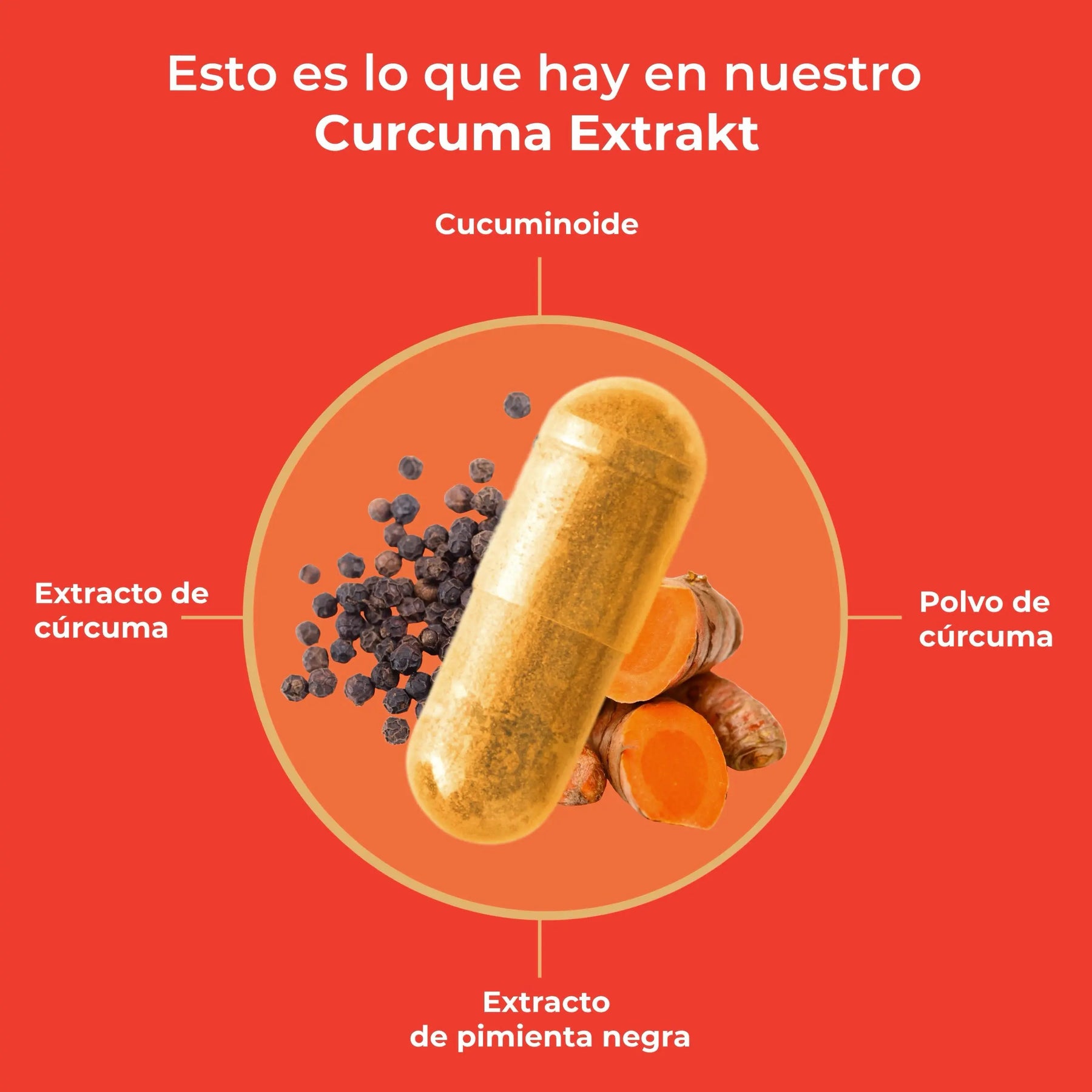 viktilabs-curcuma-extrakt-infografik-ingredientes [lang-es]