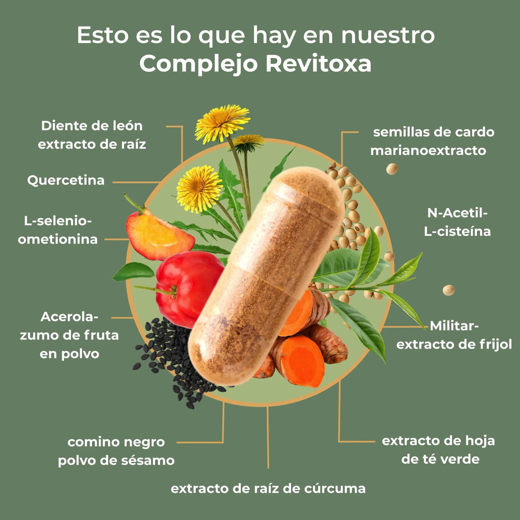 viktilabs-revitoxa-infografik-inhaltsstoffe [lang-es]