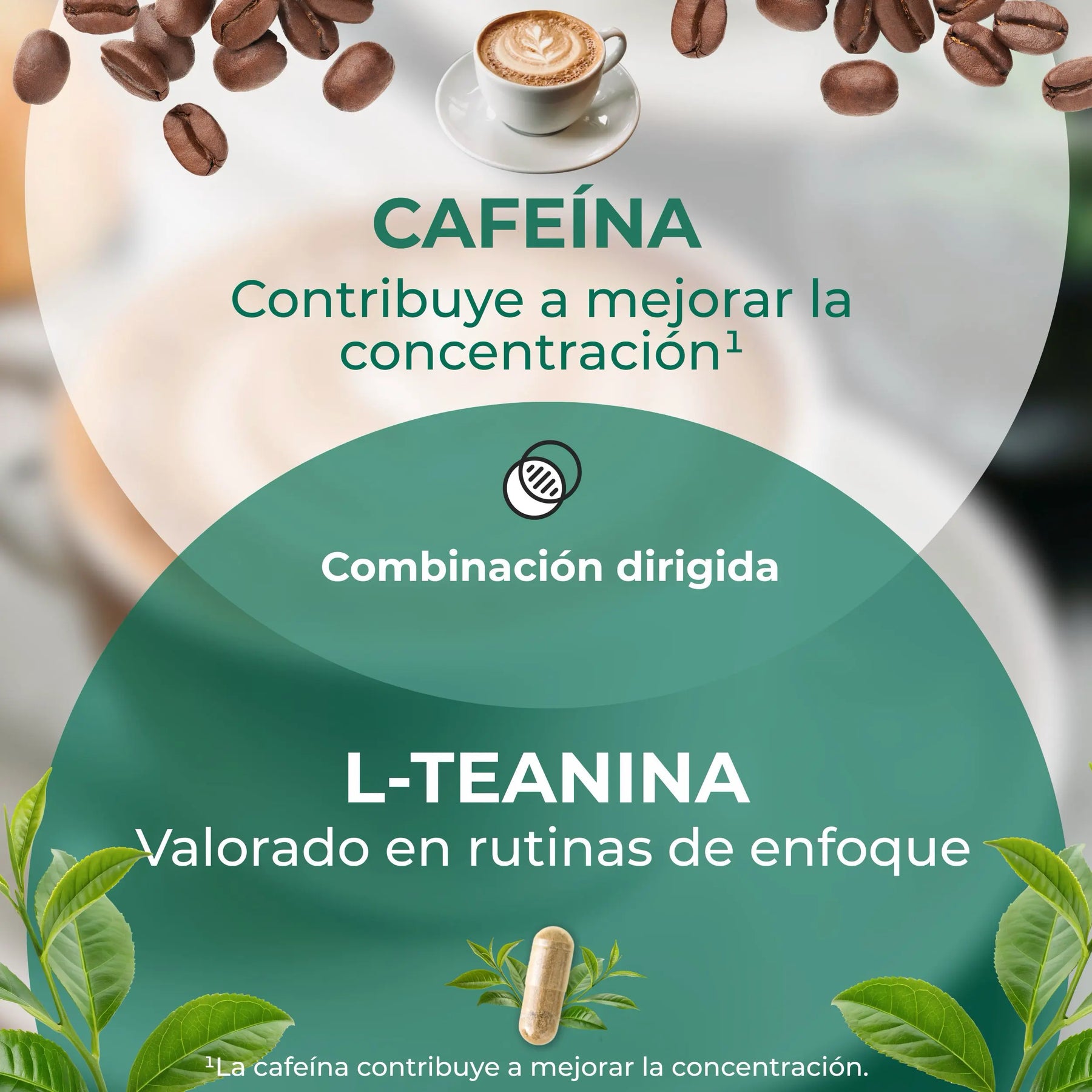 viktilabs-l-theanin-infografik-Wirksamkeit [lang-es]