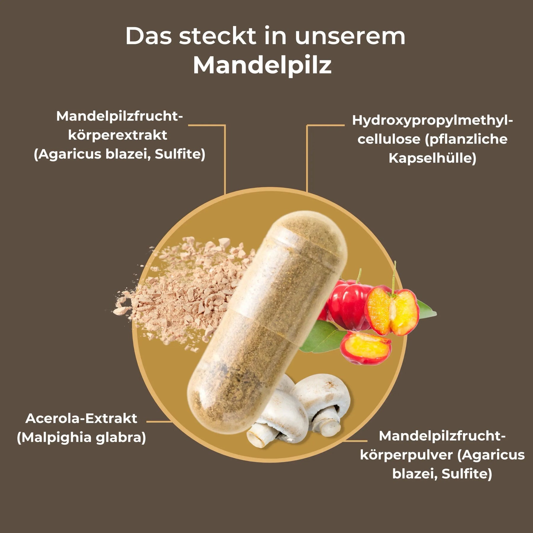 viktilabs-mandelpilz-infografik-inhaltsstoffe [lang-de]