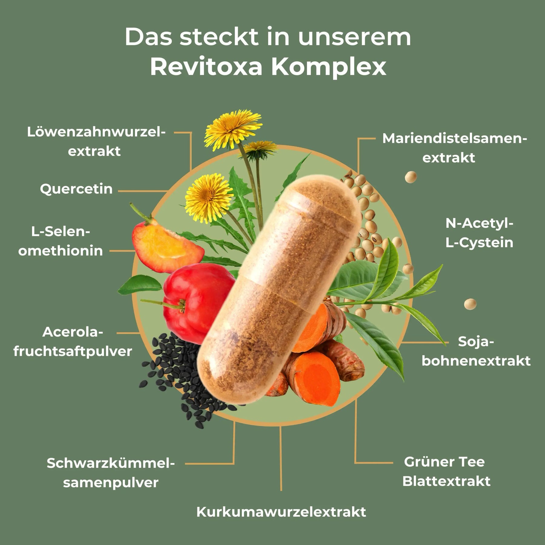 viktilabs-revitoxa-infografik-inhaltsstoffe [lang-de]