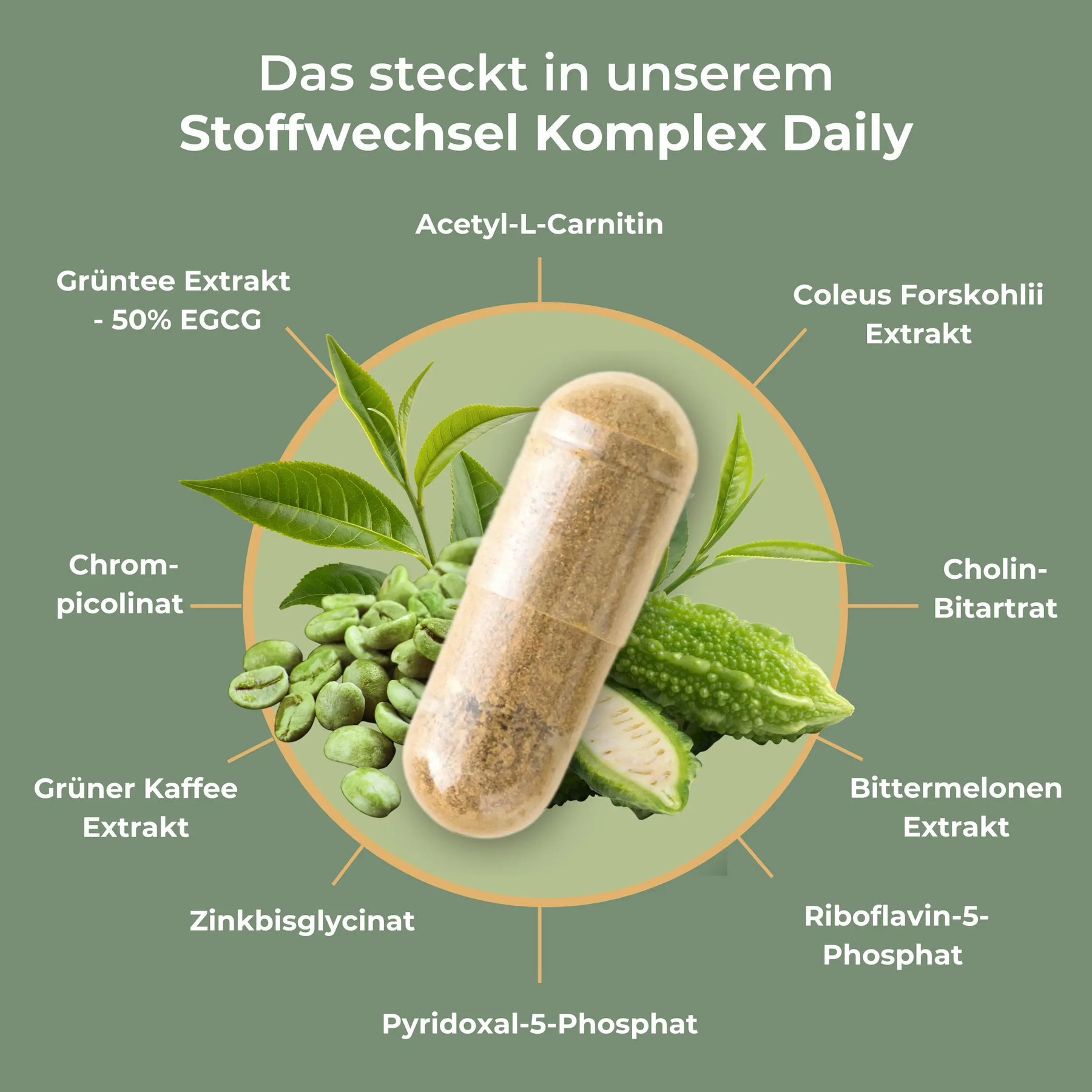 viktilabs-stoffwechsel-komplex-infografik-inhaltsstoffe [lang-de]