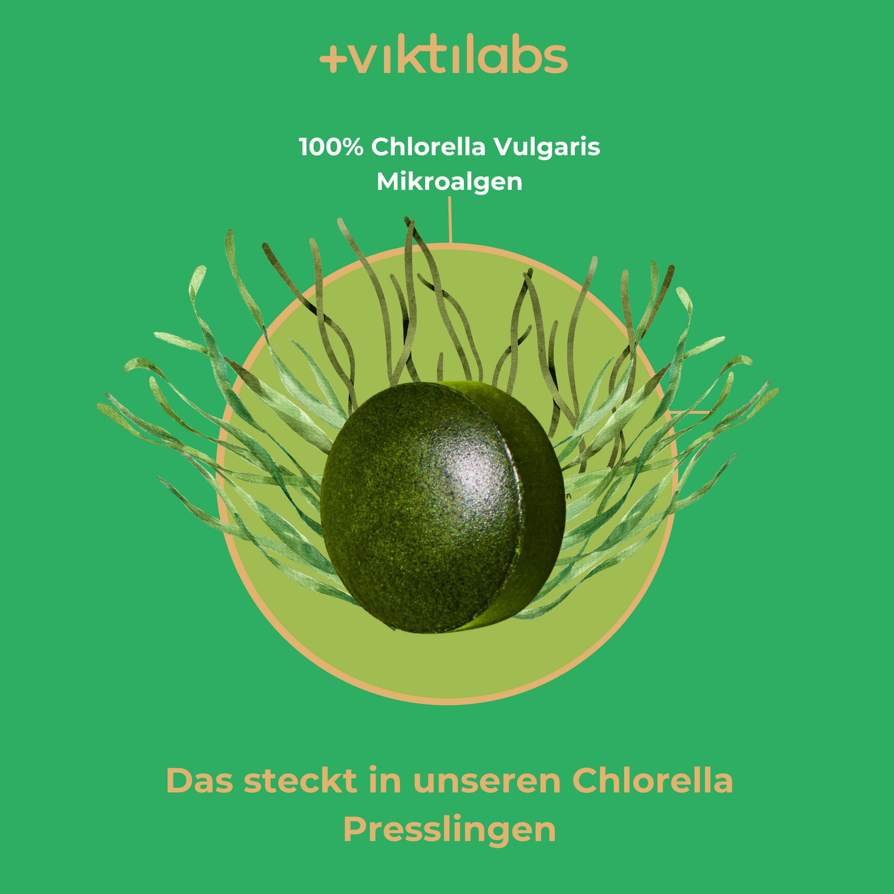 chlorella4 [lang-de]