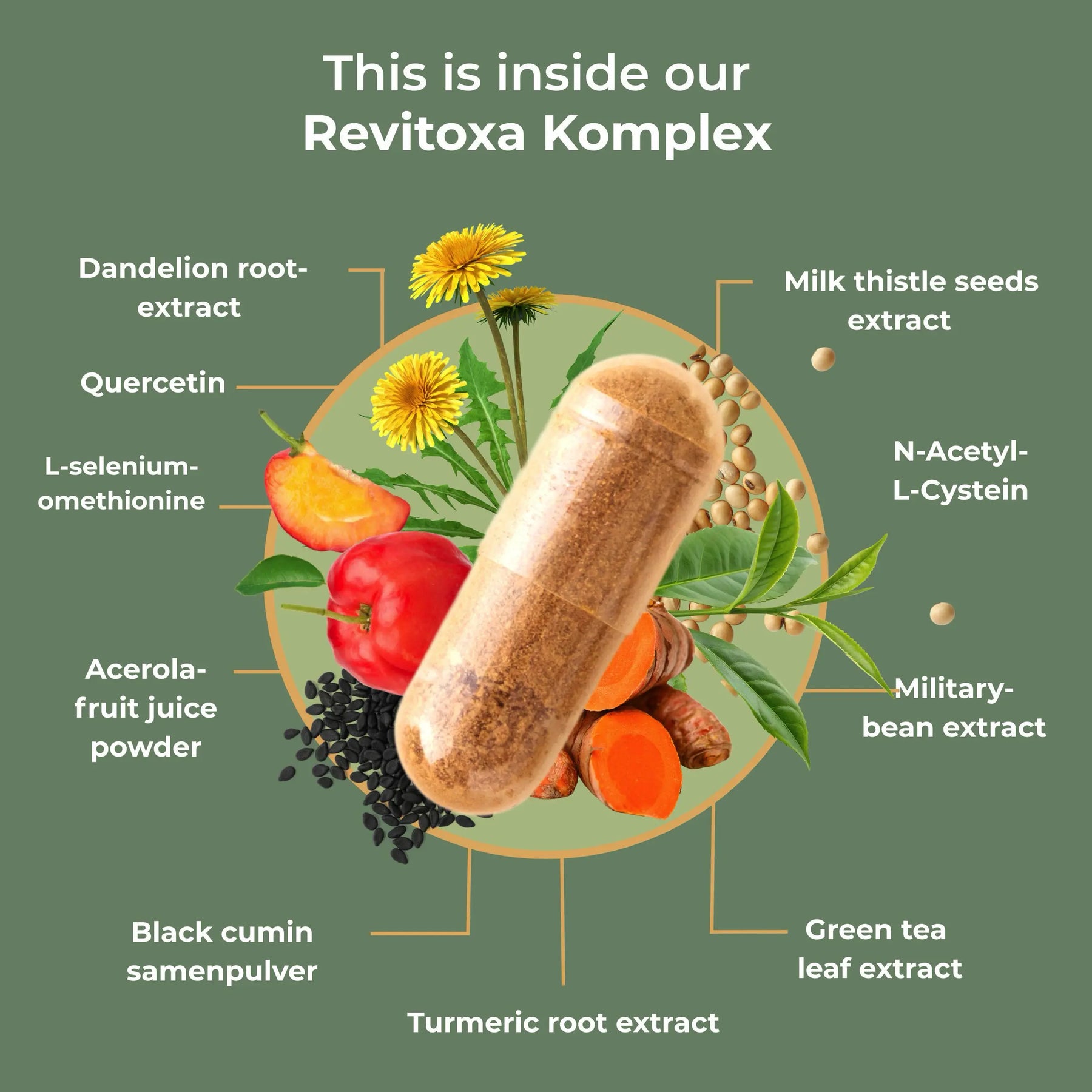 viktilabs-revitoxa-infografik-inhaltsstoffe [lang-en]